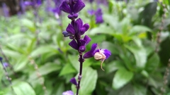 Ebrechtella pseudovatia