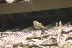 Hydropsalis cayennensis