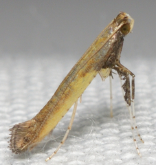 Caloptilia azaleella
