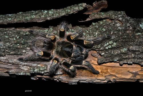 Grammostola pulchripes (Simon, 1891)