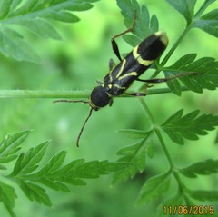 Cyrtoclytus capra