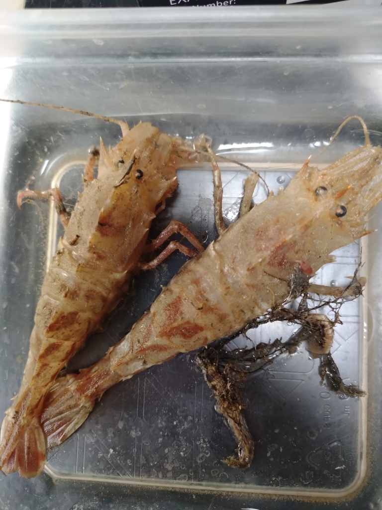 warrior shrimp