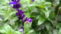 Ebrechtella pseudovatia