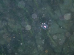 Euphysa