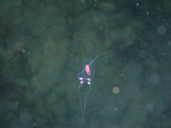 Euphysa