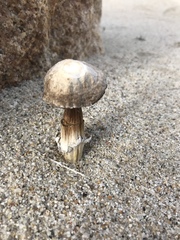 Agaricus aridicola