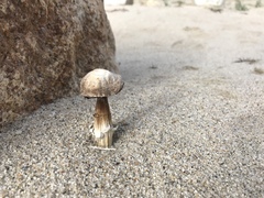 Agaricus aridicola