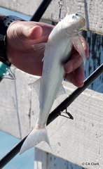 Atheriniformes
