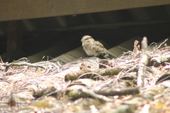 Hydropsalis cayennensis