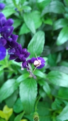 Ebrechtella pseudovatia