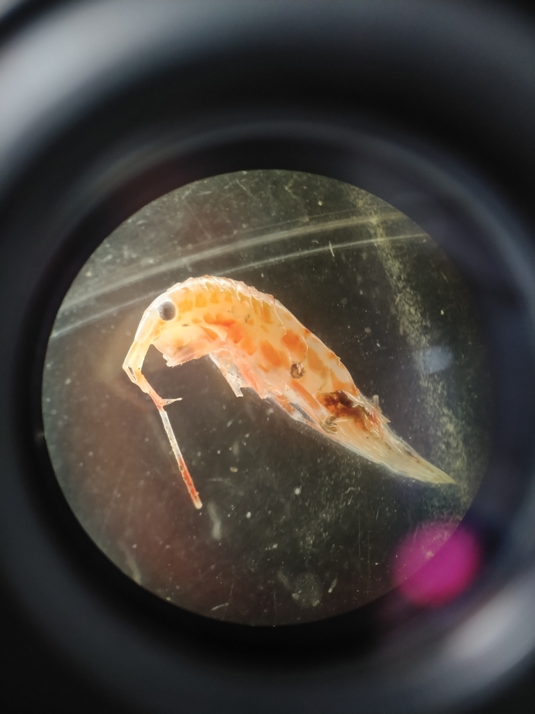 Rhachotropis inflata
