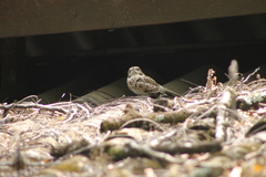 Hydropsalis cayennensis