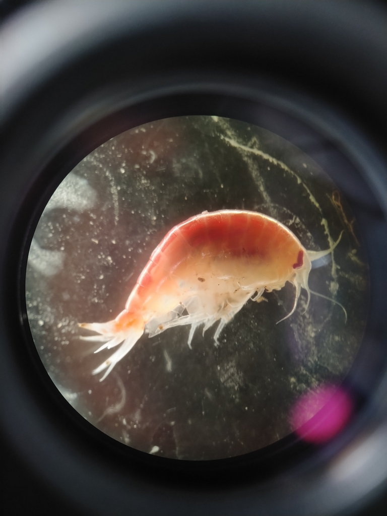 Tmetonyx similis