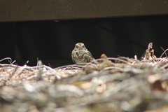 Hydropsalis cayennensis