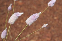 Ptilotus calostachyus