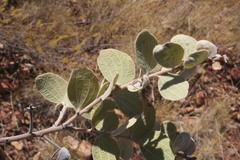 Acacia retivenea