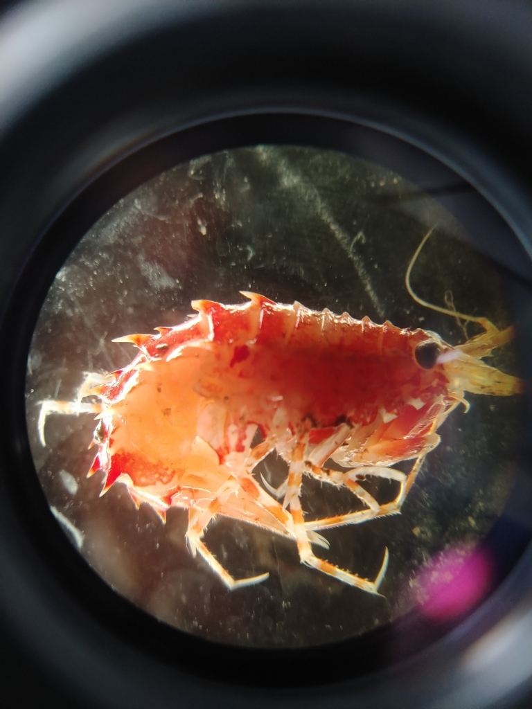Rhachotropis aculeata