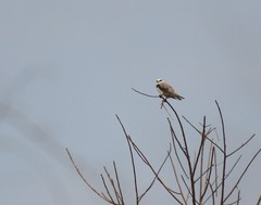 Elanus caeruleus
