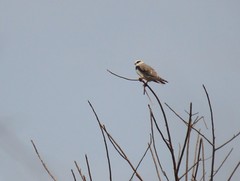 Elanus caeruleus