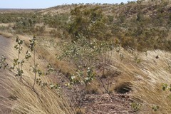 Acacia retivenea