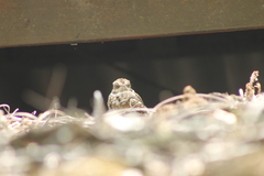 Hydropsalis cayennensis