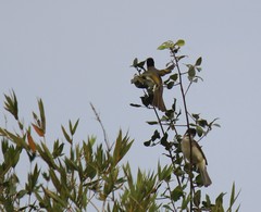 Pycnonotus sinensis hainanus