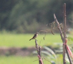 Saxicola stejnegeri