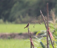 Saxicola stejnegeri