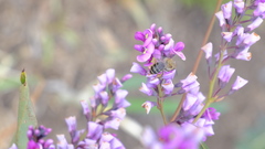 Hardenbergia violacea