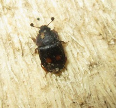 Nitidula bipunctata