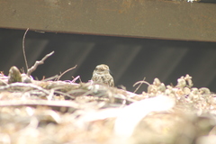 Hydropsalis cayennensis