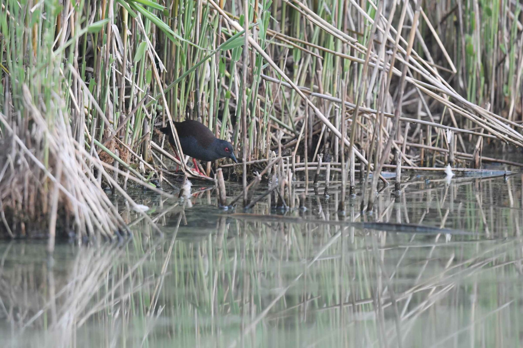 Spotless Crake (Zapornia tabuensis)