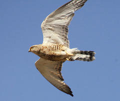 Falco rupicoloides