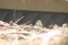 Hydropsalis cayennensis