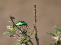 Chrysocoris stollii