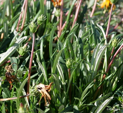 Gazania linearis