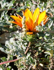 Gazania linearis