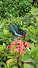 Graphium sarpedon connectens