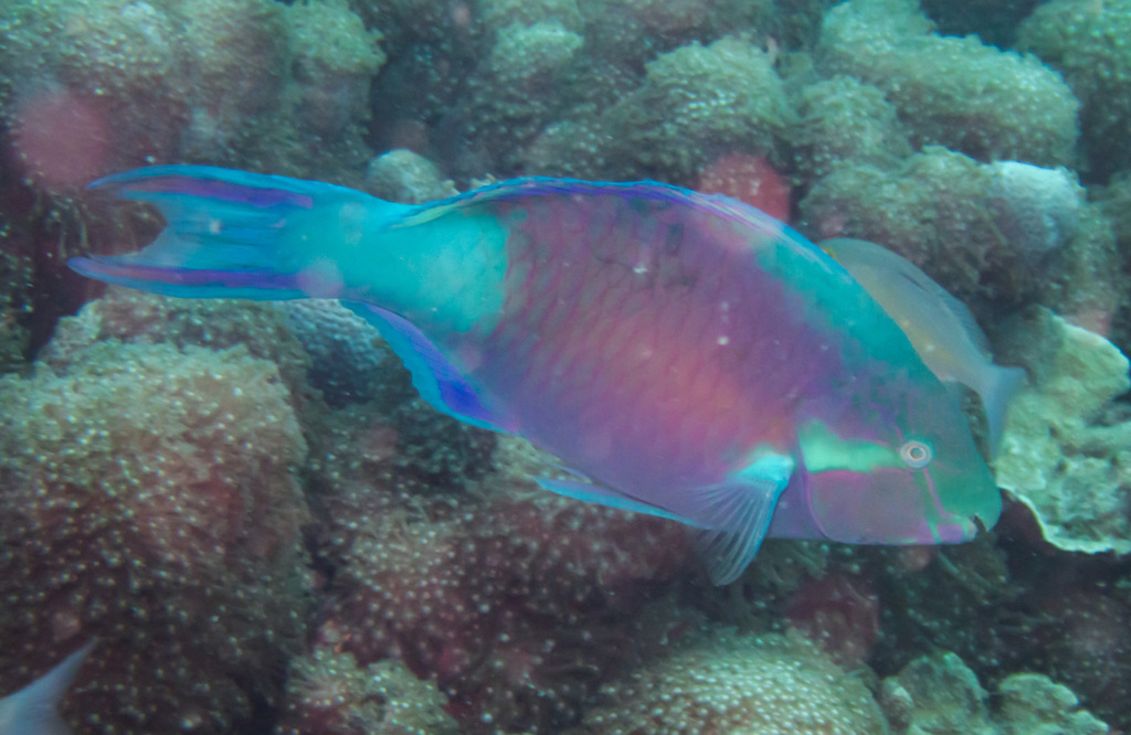 East-Indies Parrotfish