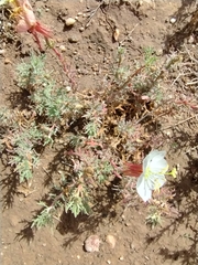 Crownleaf evening primrose