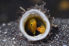 Lubricogobius exiguus