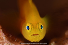 Lubricogobius exiguus