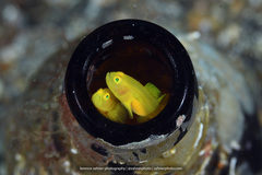Lubricogobius exiguus