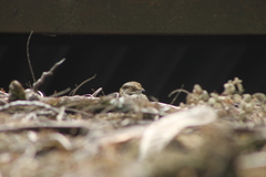 Hydropsalis cayennensis