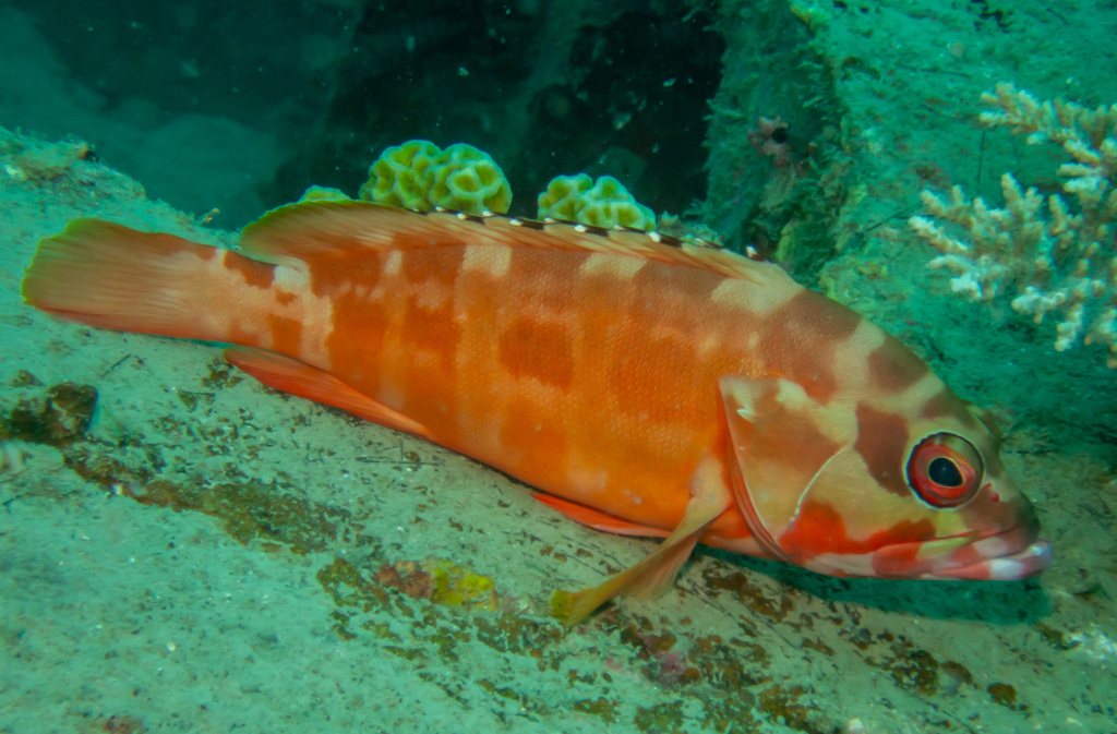 Blacktip grouper