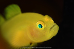 Lubricogobius exiguus