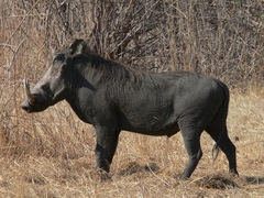 Phacochoerus africanus