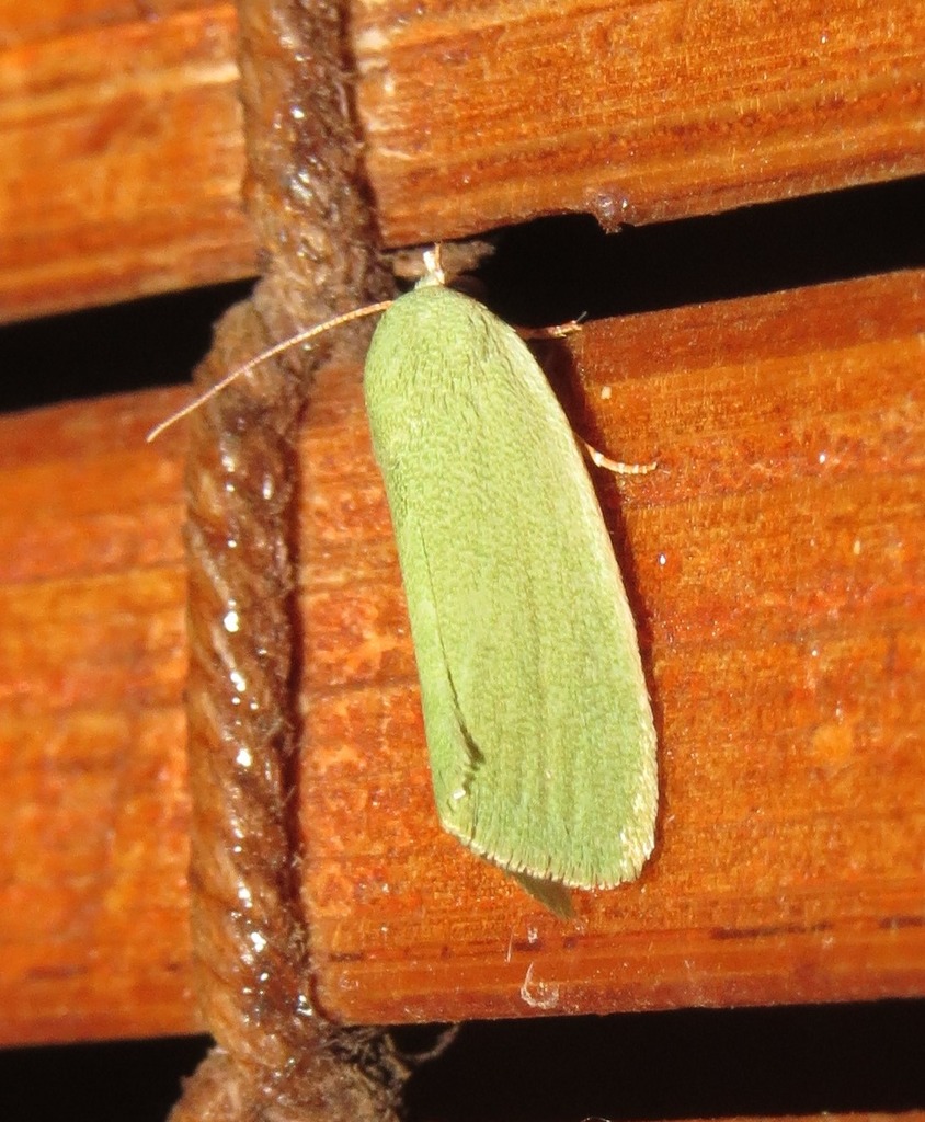 Egyptian Bollworm