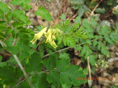 Corydalis balansae