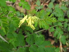 Corydalis balansae